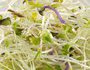 Alfalfa - Watercress - Red cabbage to sprout - Image 3